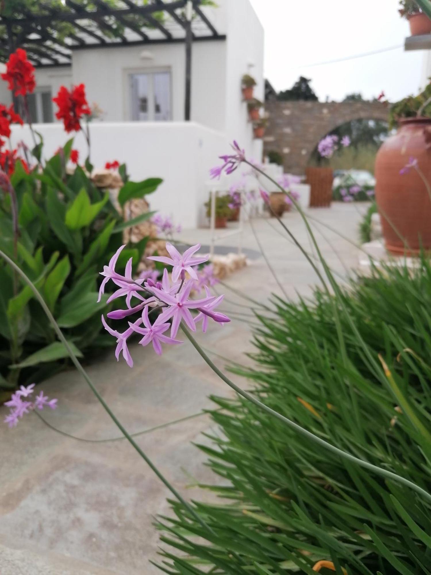 Eleni Dream Village Homestay Parikia (Paros)
